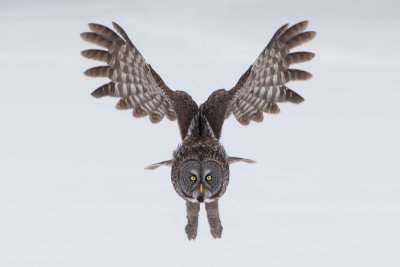 Great Grey Owls-5.jpg