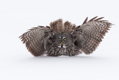 Great Grey Owls-5-2.jpg