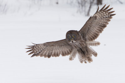 Great Grey Owls-6.jpg