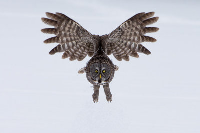 Great Grey Owls-8.jpg