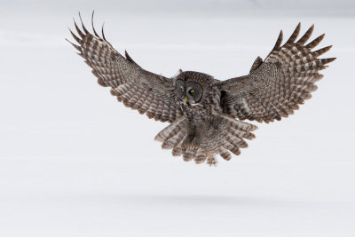 Great Grey Owls-9.jpg