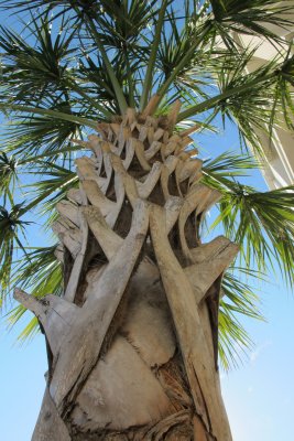 palm trees