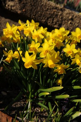 spring awakening 025.jpg