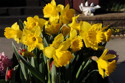 Daffodils are happy it is cool weather 026.jpg