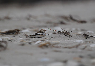 IMG_0433_Snow Bunting.jpg