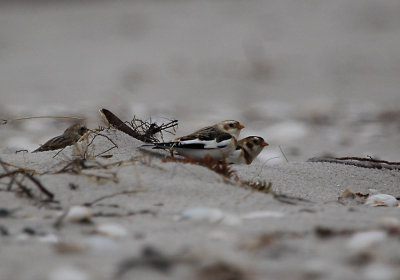 IMG_0442_Snow Bunting.jpg