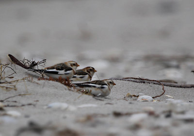 IMG_0448_Snow Bunting.jpg