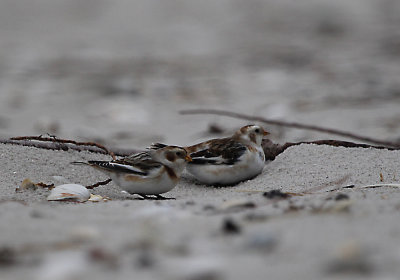IMG_0455_Snow Bunting.jpg