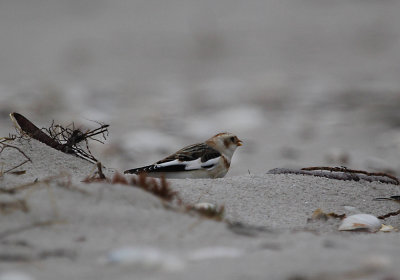 IMG_0466_Snow Bunting.jpg