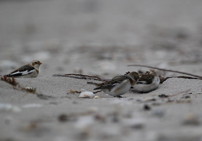 IMG_0470_Snow Bunting.jpg