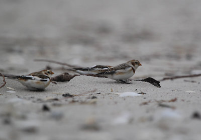 IMG_0485_Snow Bunting.jpg