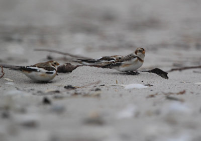 IMG_0486_Snow Bunting.jpg