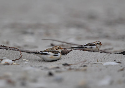 IMG_0490_Snow Bunting.jpg