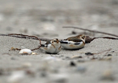 IMG_0503_Snow Bunting_2.jpg