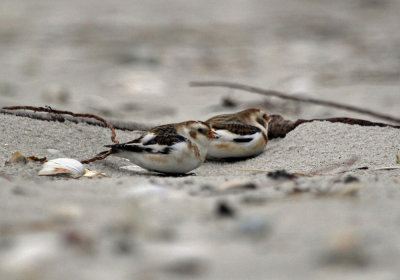 IMG_0509_Snow Bunting_2.jpg