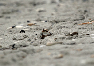 IMG_0546_Snow Bunting_2.jpg