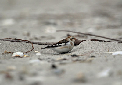 IMG_0604_Snow Bunting_2.jpg