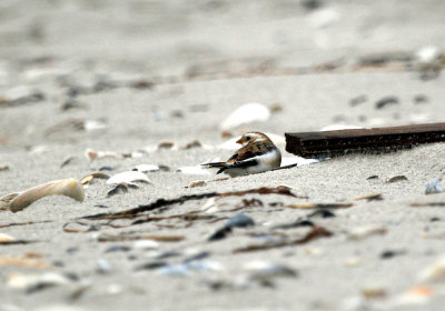 snow_bunting