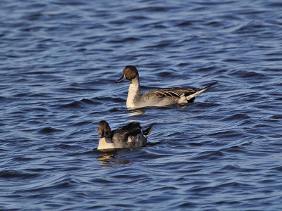 northern_pintail