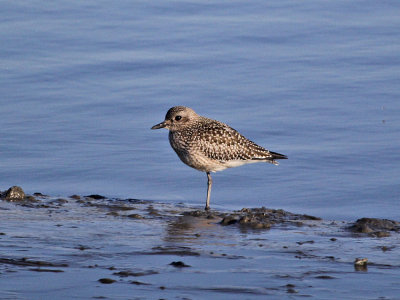 black-bellied_plover