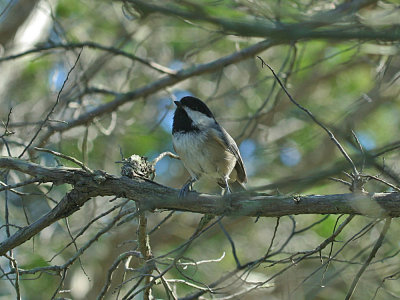 IMG_9808_Black-capped Chickadee_1.jpg