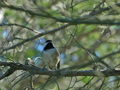 IMG_9811_Black-capped Chickadee_1.jpg