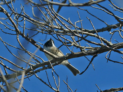 IMG_9820_Black-capped Chickadee_1.jpg