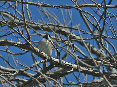 IMG_9827_Black-capped Chickadee_1.jpg