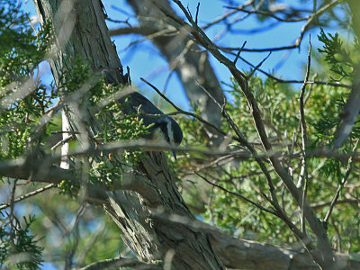 IMG_9837_Yellow-throated Warbler_1.jpg