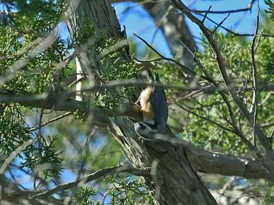 IMG_9841_Yellow-throated Warbler_1.jpg