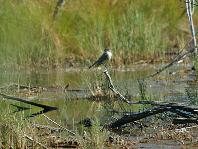 IMG_9875_Eastern Phoebe_1.jpg