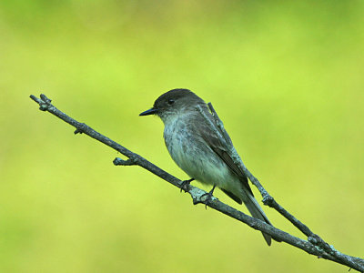 IMG_0057_Eastern Phoebe_1.jpg