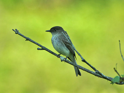 IMG_0061_Eastern Phoebe_1.jpg