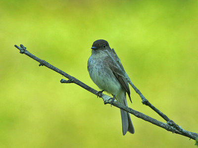 IMG_0066_Eastern Phoebe_1.jpg