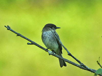 IMG_0074_Eastern Phoebe_1.jpg