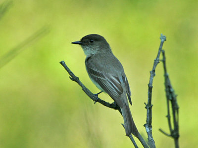 IMG_0082_Eastern Phoebe_1.jpg