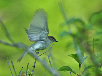 IMG_0091_Eastern Phoebe_1.jpg