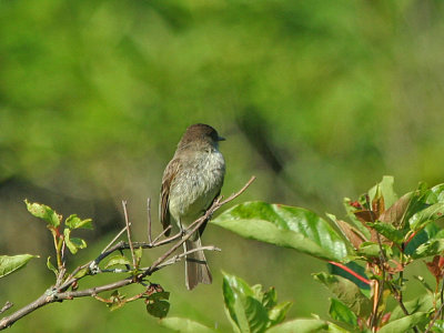 IMG_0107_Eastern Phoebe_1.jpg