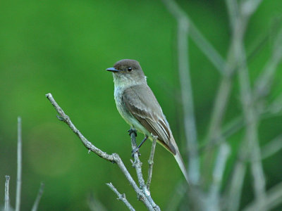 IMG_0134_Eastern Phoebe_1.jpg