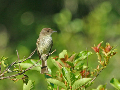 IMG_0147_Eastern Phoebe_1.jpg