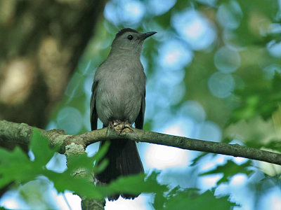 IMG_0033_Gray Catbird_1.jpg