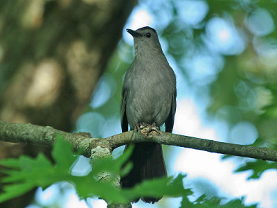 IMG_0039_Gray Catbird_1.jpg