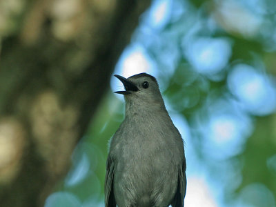IMG_0041_Gray Catbird_1.jpg