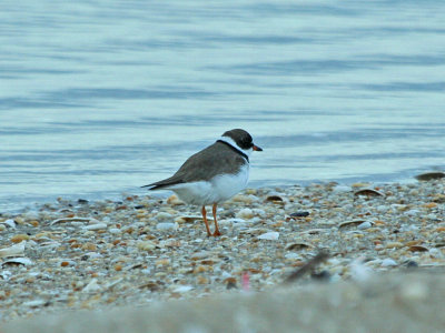 IMG_8132_Semipalmated Plover_1.jpg
