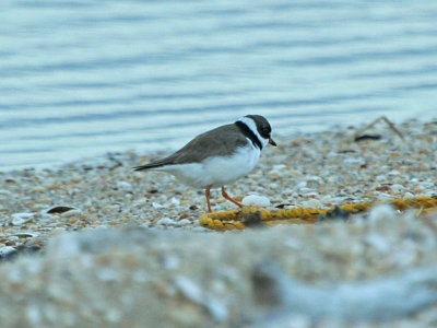 IMG_8136_Semipalmated Plover_1.jpg