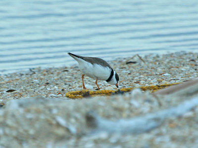IMG_8137_Semipalmated Plover_1.jpg