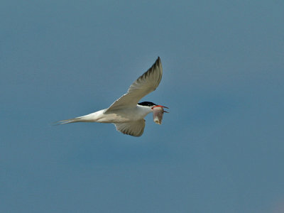 IMG_8071_Caspain Tern_1.jpg