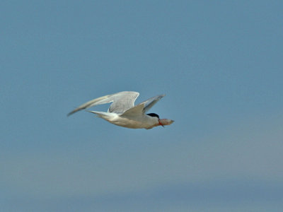 IMG_8074_Caspain Tern_1.jpg
