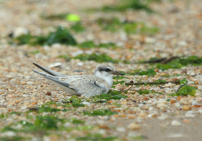 IMG_7781_1 Least Ternjuvenile.jpg