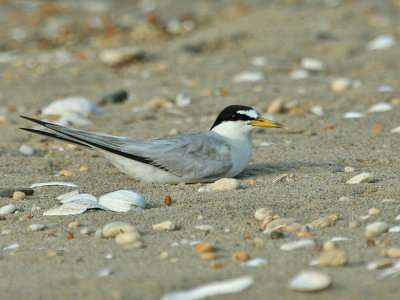 IMG_8088_Least Tern_1.jpg